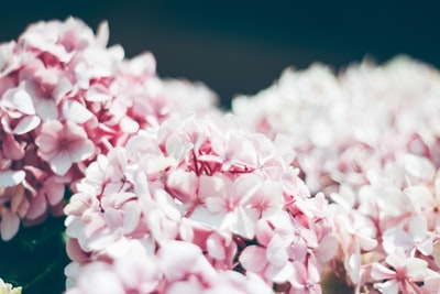 选择聚焦摄影集群粉红色的花
